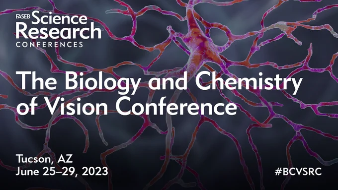 Launched in 1985, this FASEB Science Research Conference (SRC) fosters the exchange of the most significant recent findings in photoreceptor biology.

Retinal photoreceptor cells provide the critical first steps in vision, transducing incident photons into changes in membrane potential relayed via neural circuits to higher visual centers. Research on photoreceptors and their supporting epithelium, the retinal pigment epithelium (RPE), is not only essential for understanding how we see, but it has also advanced knowledge in areas such as G protein signaling, neurophysiology, and protein structure and function. 

In addition, fundamental photoreceptor and RPE research has been essential for new insights in the pathobiology of vision loss; blinding diseases like retinitis pigmentosa and macular degeneration result from photoreceptor degeneration that typically first appears as defects in cell biological and physiological mechanisms of the photoreceptors and/or the adjacent RPE. 