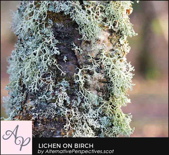 A tree which is covered with several different species of lichen.  Beneath the photograph is the text Lichen On Birch by AlternativePerspectives.scot