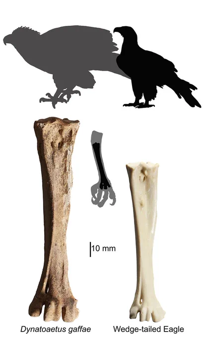 Comparison of the tarsometatarsus (foot bone) of Dynatoaetus and a Wedge-tail eagle, with estimated scaled silhouettes of the live animals above.