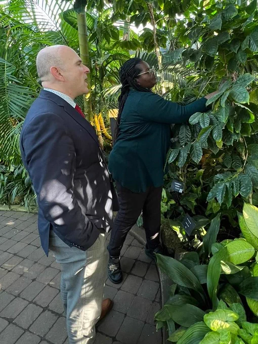 Sharing information on  coffee arabica (coffee) ; gently  moving the leaves to show Minister Boissonnault  the coffee cherries hidden among the leaves, some green and some turning red, dark red or purple  as they ripen.