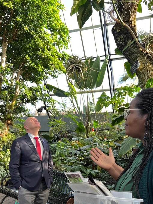 Minister Boissonnault looking up towards the air plant (Tilandsia sp.) dangling from the Camphor tree while we shared facts on the ecologty of the Air plant and other epiphytes and their relationship with the host species. 