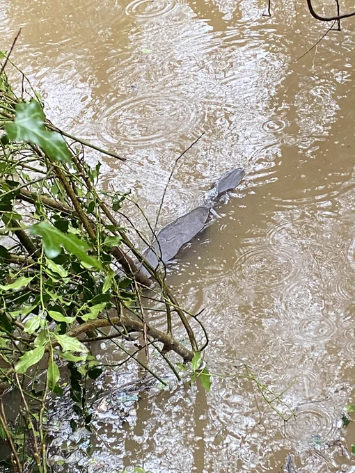 Beaver in water