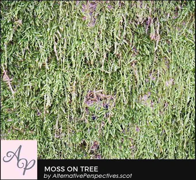 A moss growing over a tree.  Beneath the photograph is the text Moss On Tree by AlternativePerspectives.scot