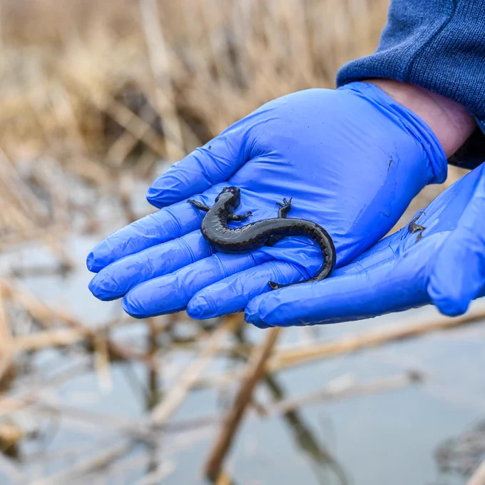 a dark color salamander rests in the blue-rubber-gloved hands of a student conducting research. blurred in the background are reeds in a wetland.