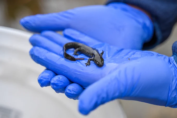a small salamander rests on the blue-gloved hands of a research student.