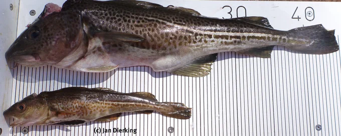 Baltic cod