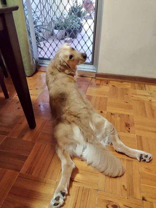 Panko the golden retriever is splooted on the wooden floor in front of a screen door. His body is facing the door and his head is turned around towards the camera. Plants in pots can be seen outside on the pavers 