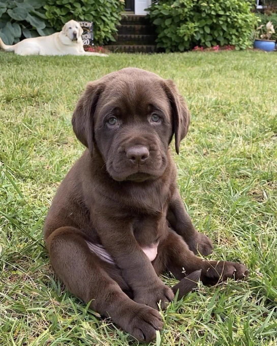 a chocolate lab puppy does his best impression of sitting in a grassy lawn. his butt is down, but his hind legs are extended fully out in front. one of his front paws is standing on his tail. his chubby pink puppy tummy paunches out in a few wrinkles. his eyebrows are raised in concern over his grayish eyes. in the background, and elder statesman yellow lab looks on with mild disapproval.