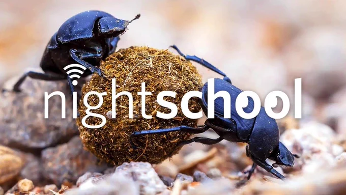 A photo of two dung beetles rolling a ball of dung, overlayed with the NightSchool logo. 