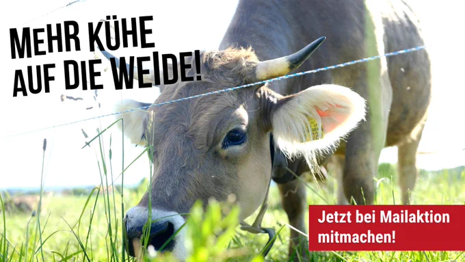 Bild mit einer grasenden Kuh. Bildtext: Mehr Kühe auf die Weide! Jetzt bei Mailaktion mitmachen!