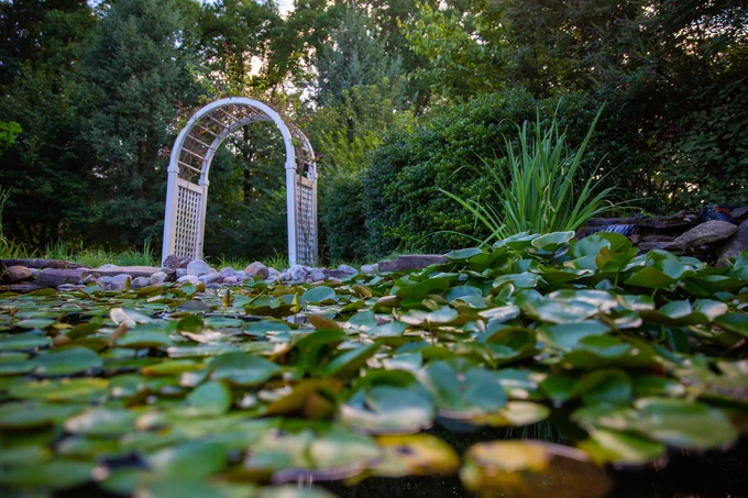 A photo of a wooden trellis on campus next to a pond covered in green lily pads.
