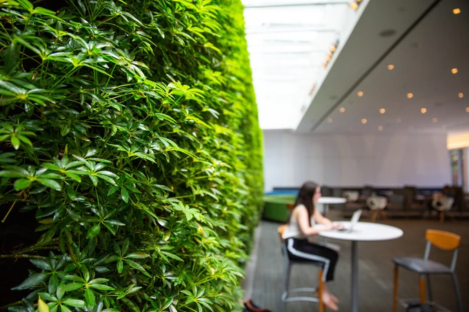 A photo of a student sitting at a table working on her laptop. Behind her is the live wall at HFSC with green plants.