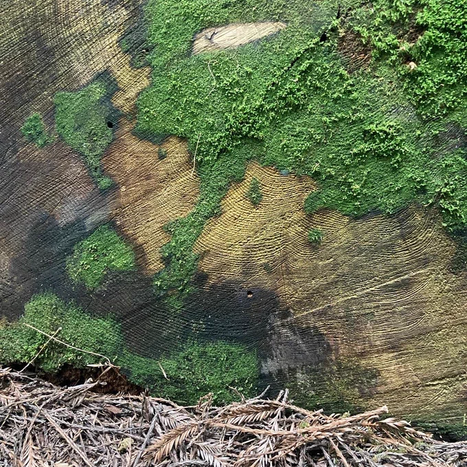 Closeup of tree bark and moss