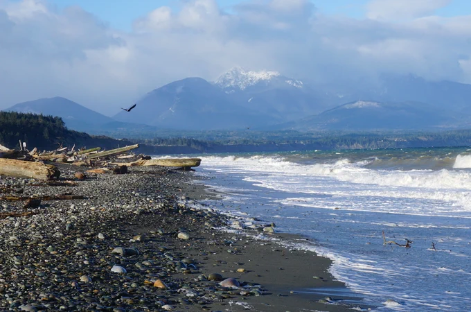 View of rocky beach with mountains in the background and a bird flying