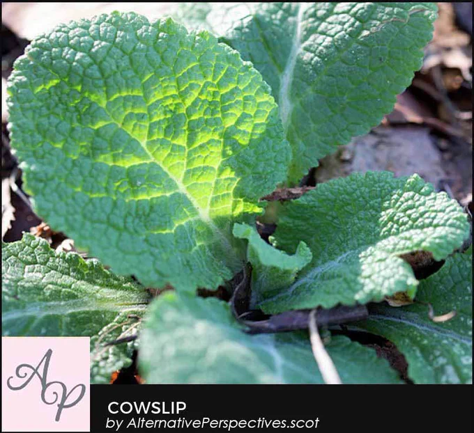 A tiny cowslip plant that has just pushed through the ground.  Beneath the photograph is the text Cowslip by AlternativePerspectives.scot