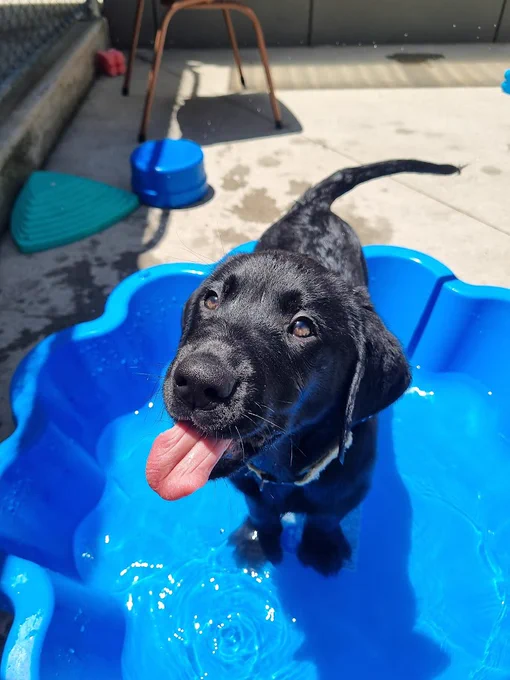 A black seeing eye dogs pup in a paddle pool with their tongue poking out.