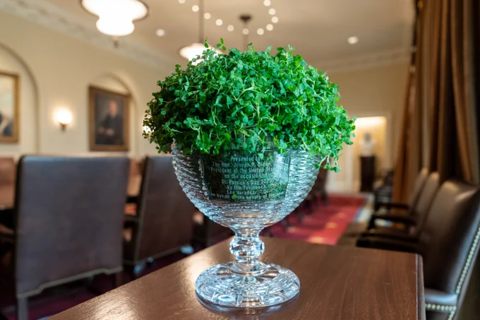 A bowl of shamrocks gifted from Taoiseach Leo Varadkar to President Biden.