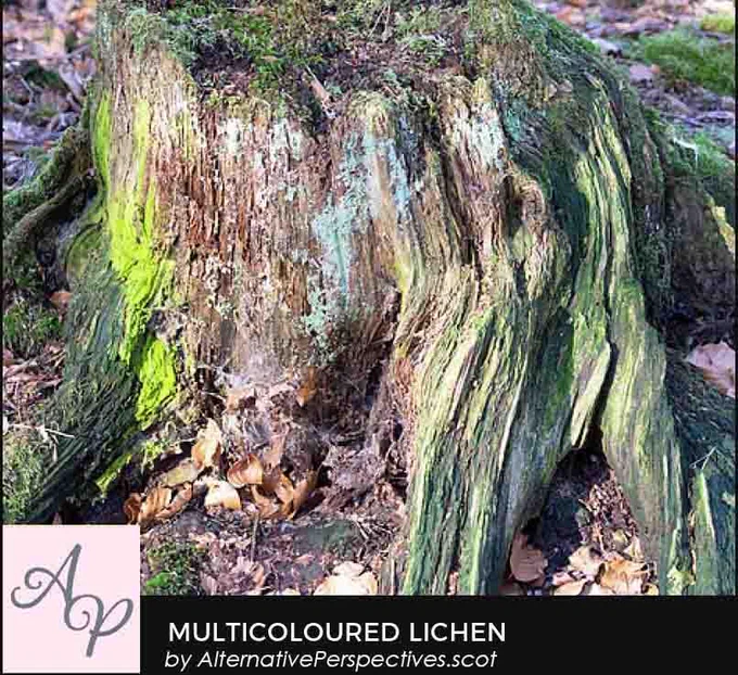 An old, decaying tree stump that is covered in several different lichens and mosses.  A great selection of shades of green.  Beneath the photograph is the text Multicoloured Lichen by AlternativePerspectives.scot