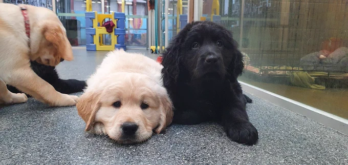 Two pups in our puppy centre, one looking very sleepy and the other wide awake.