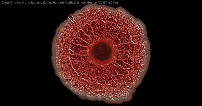 biofilm of P aeruginosa