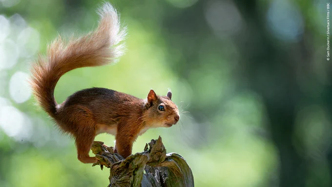 A red squirrel�stopping to assess its next move in Rothiemurchus, Scottish highlands