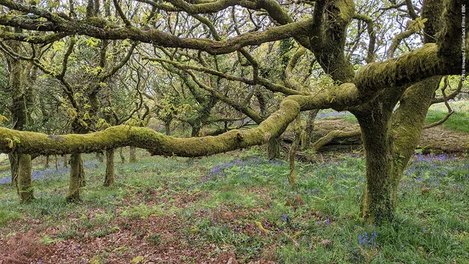 An oak tree reaches out a moss-covered branch in an ancient woodland in Devon, England