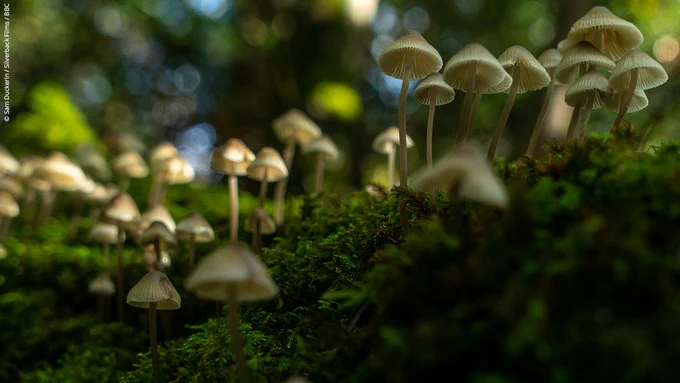 Mushrooms lining a fallen tree in Tyntesfield, North Somerset, England