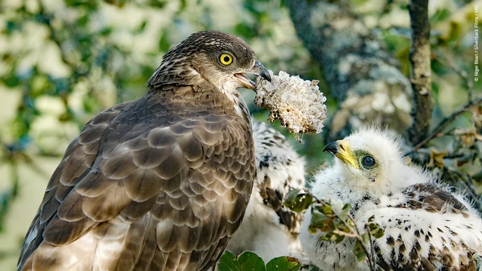 An adult honey buzzard feeding its chicks wasp comb at their nest in the New Forest, England