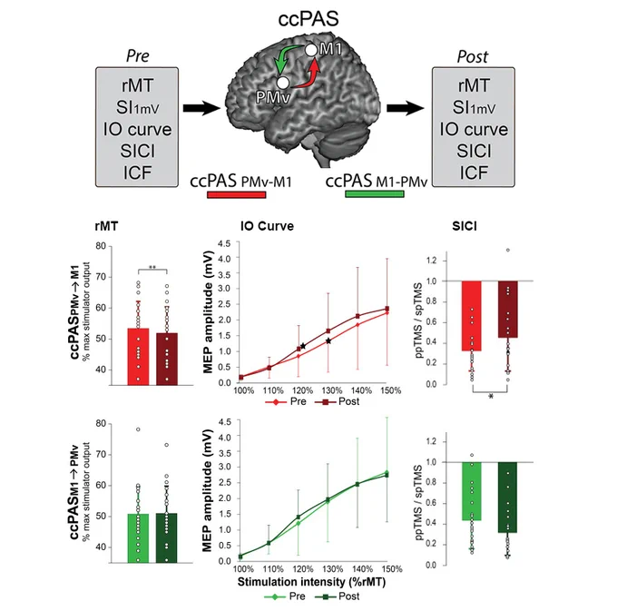 Following PMv-to-M1 ccPAS, the threshold for inducing MEPs decreased, and the input-output curve (IO) slope increased, highlighting increased M1 corticospinal excitability. Moreover, ccPAS reduced the magnitude of short-interval intracortical inhibition (SICI), reflecting suppression of GABA-ergic interneuronal mechanisms within M1. These changes were specific to ccPAS Hebbian strengthening of PMv-to-M1 connectivity, as no modulations were observed when reversing the order of the PMv-M1 stimulation during a control ccPAS protocol. These findings expand prior ccPAS research that focused on the malleability of cortico-cortical connectivity at the network-level, and highlight local changes in the area of convergent activation (i.e., M1) during plasticity induction.