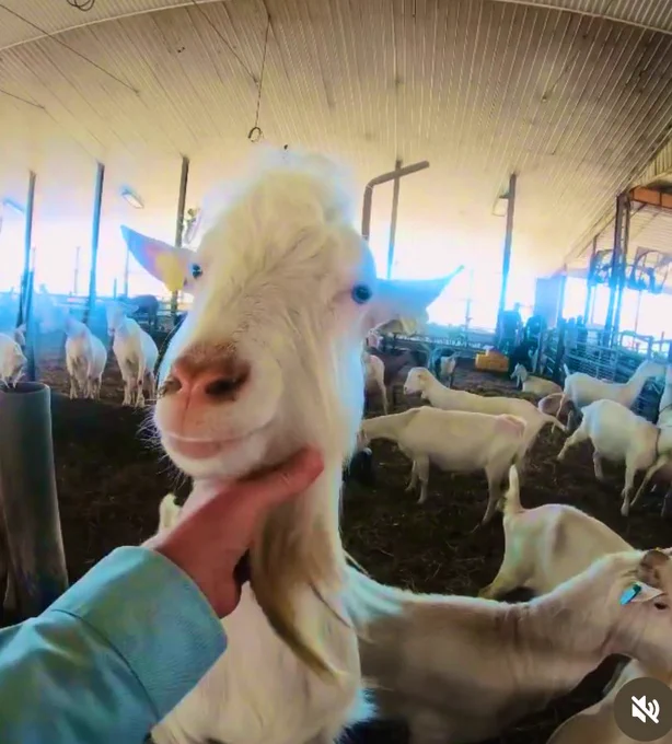 Billy Goat