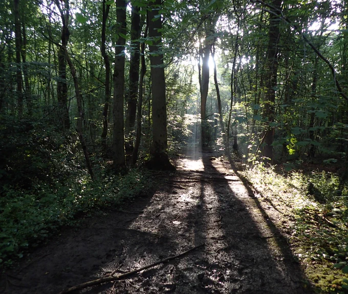 Hem Heath Woods - sun streaming through trees (c) Alan Walkere