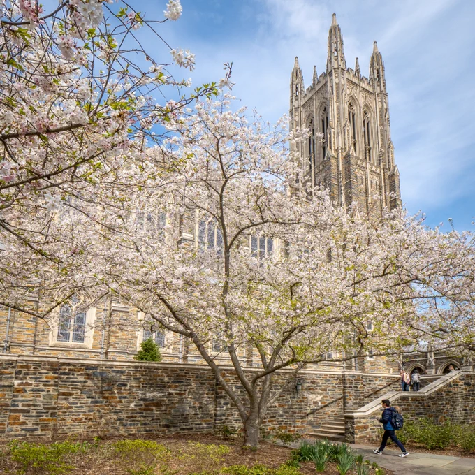 Bloomed tree by the Duke Chapel.