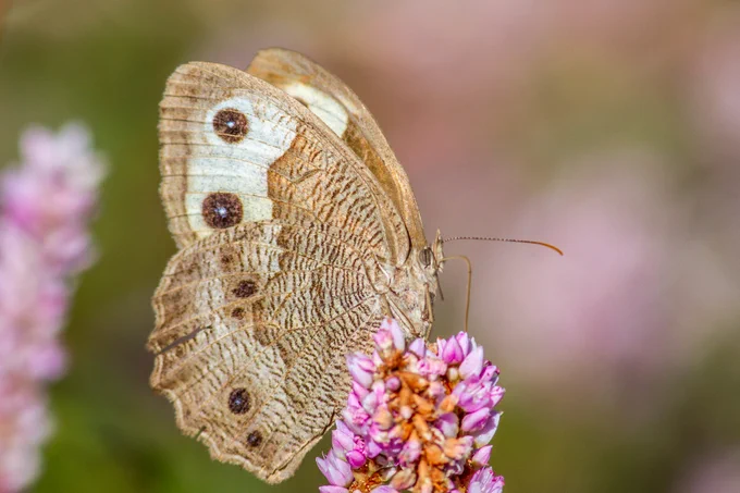 Light tan butterfly with brown spots sits on a purple flower.