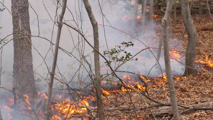 Low creeping flames burning dead leaves on the forest floor