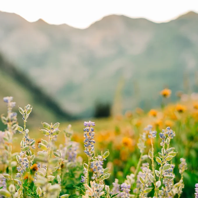 A beautiful field of blooming wildflowers 