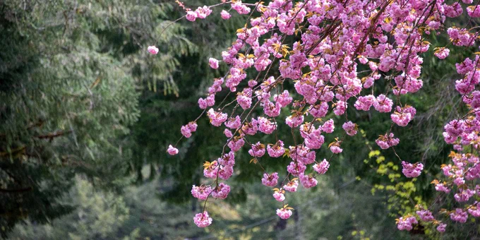 Cherry blossoms