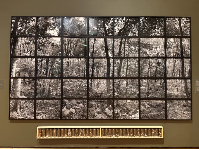 thirty-five unique black-and-white photographs and thirty-four glass jars containing "genetic element sections that represent the entire forest for future generations to re-create the forest"