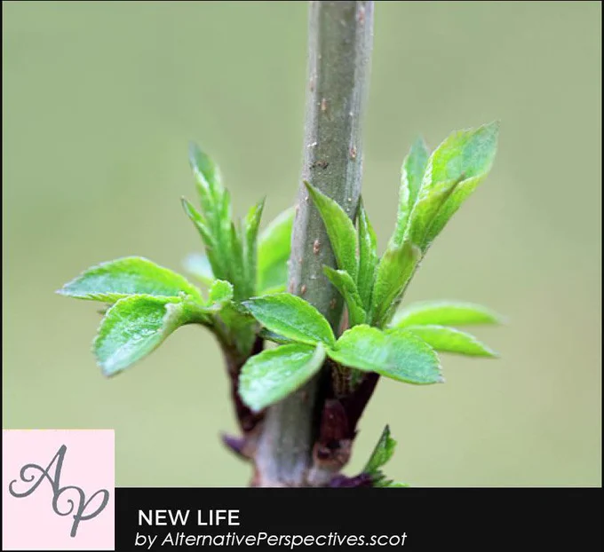 Leaves not long left the bud on a tree.  Beneath the photograph is the text New Life by AlternativePerspectives.scot
