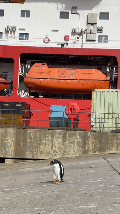 A gentoo penguin in the harbour
