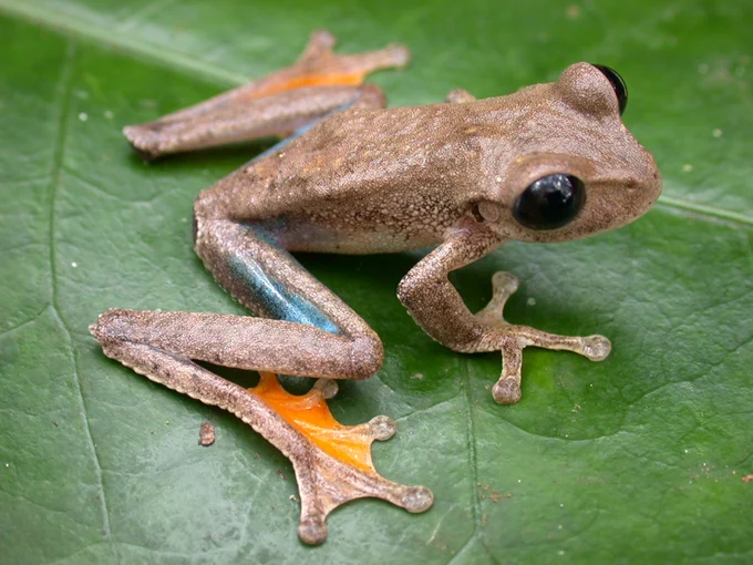 Skinny light brown frog on green leaf. Large black eyes. Bright orange on back foot webbing and blue on back of upper legs. Species - Nyctimystes kubori
