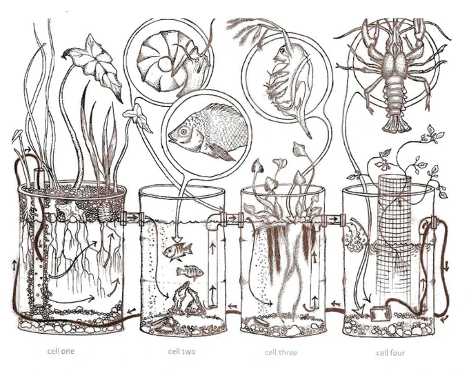 image fo a biodynamic grow chamber with four stages. One is growing plants that is connected to an aquaculture tank, which connects to a third tank with plants, then to a fourth with shellfish. 