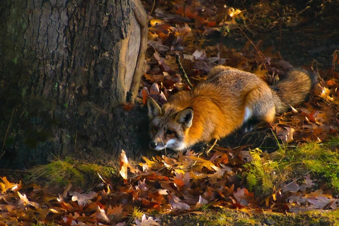 Red fox stalking squirrels.