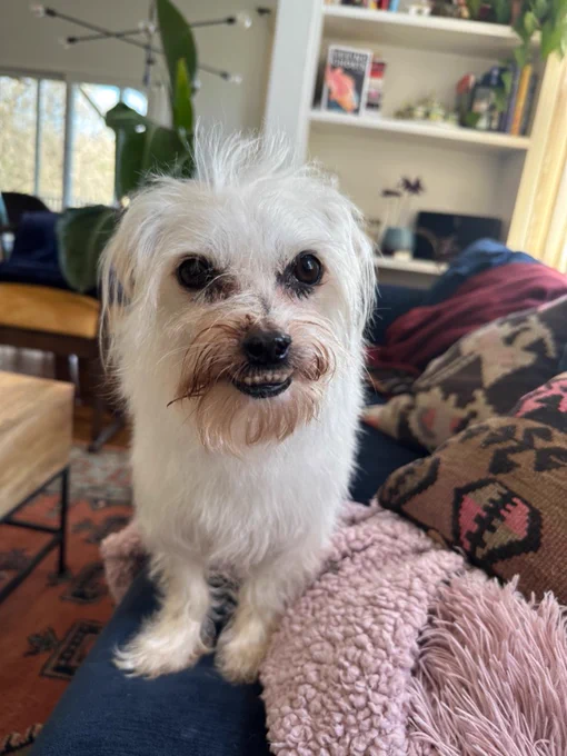 Tiny white dog with big teeth sitting on a blue couch!