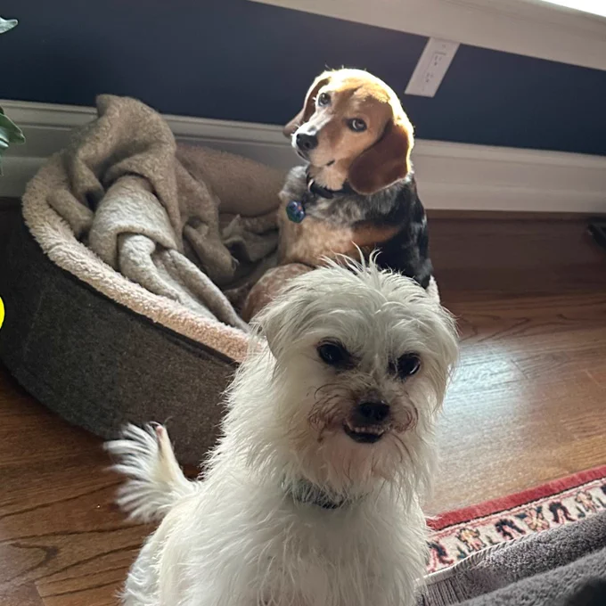 Little white dog jumping up to greet you looking kinda goofy!