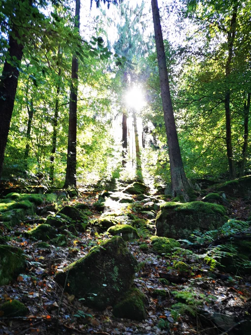 Wald. Die Sonne scheint durch die Blätter, im Vordergrund moosbewachsene Felsen, dazwischen. Laub. 