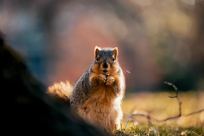 A squirrel eating near Beaumont Tower.