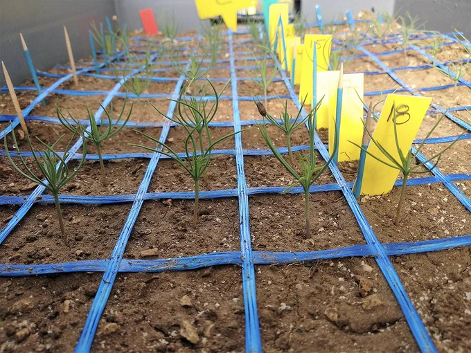 Front view of recently emerged Scots pine seedlings growing in individual cells delimited on the substrate surface of an experimental container.