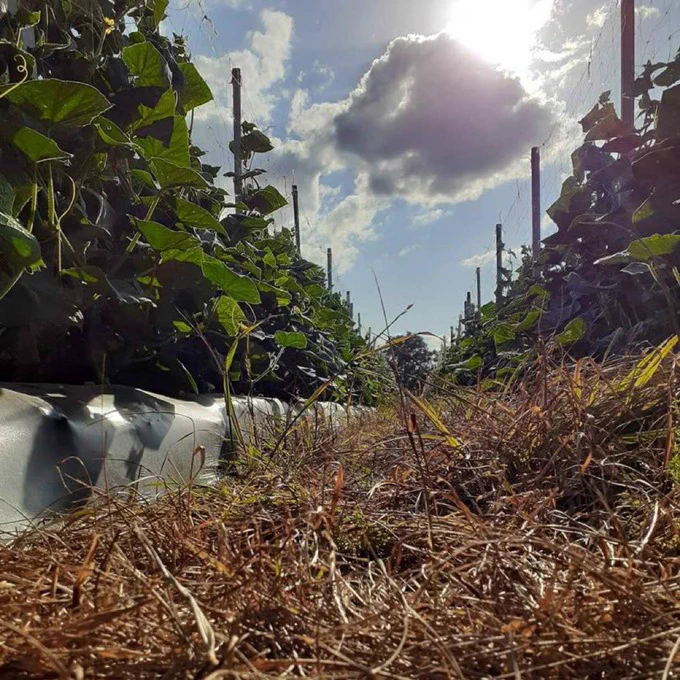 photo of a Georgia cucumber crop