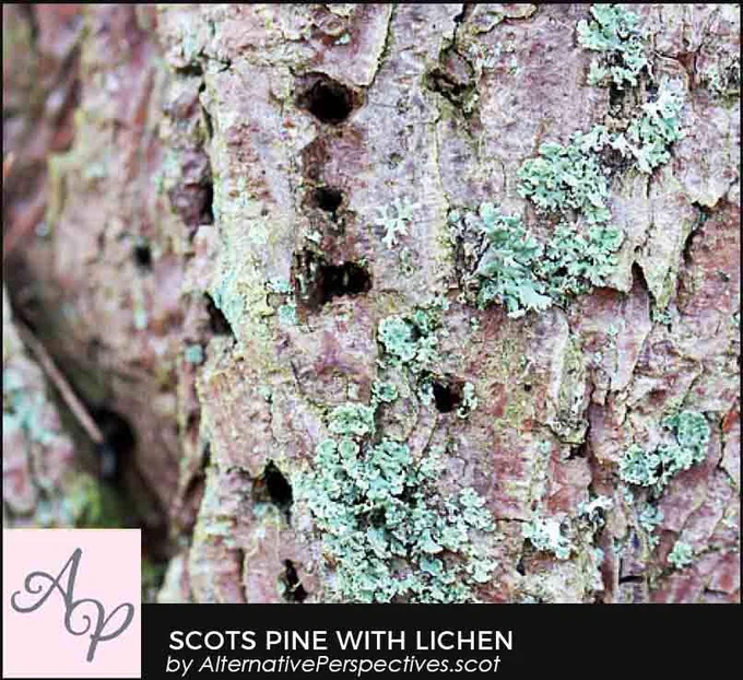 A dead Scots Pine tree which has lichen climbing up the bark.  There are also little holes and crevices starting to appear.  Beneath the photograph is the text Scots Pine With Lichen by AlternativePerspectives.scot