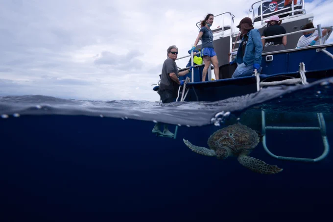 A recently released green sea turtle is seen underwater swimming away from the boat, while researchers are seen above water, aboard the boat.